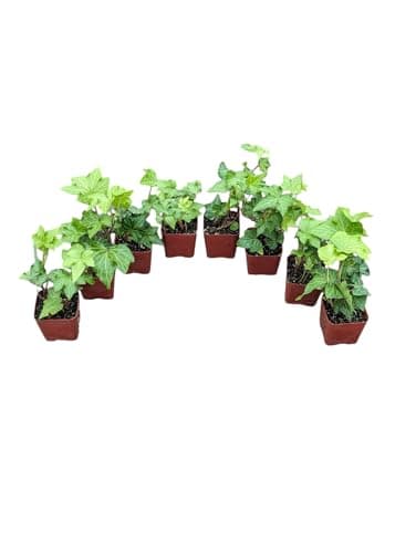 English Ivy 8-Pack