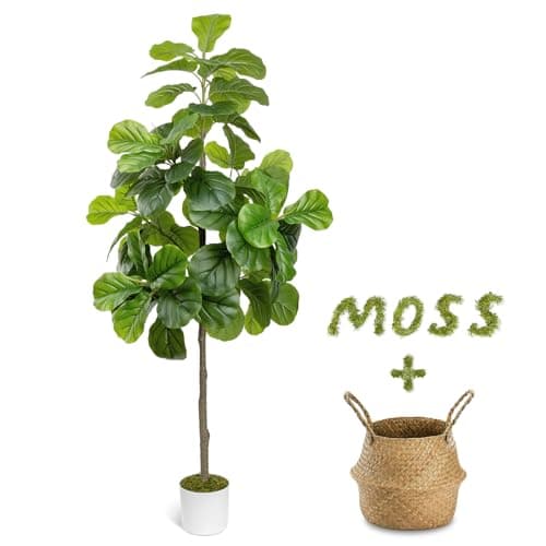 LuceAlberi 6FT Fiddle Fig