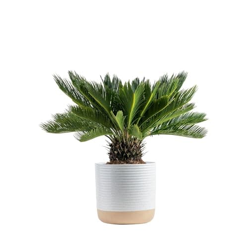 Costa Farms Sago Palm