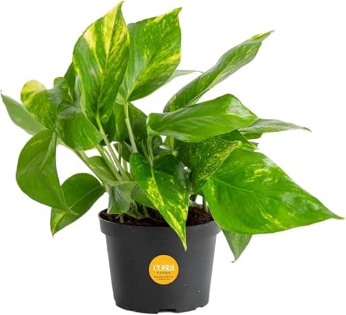 Golden Pothos Indoor Vine