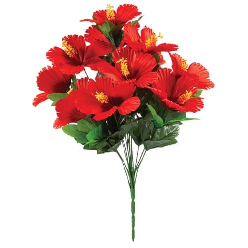 Hibiscus Accent Bush