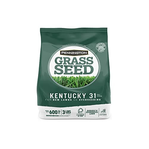 Kentucky 31 Fescue