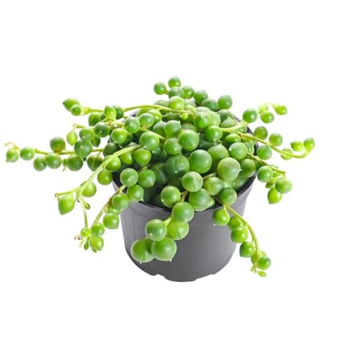 String of Pearls Plant