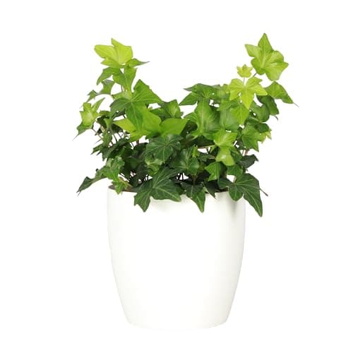 Thorsen's Live English Ivy
