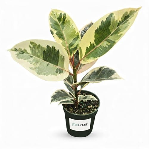 Ficus Tineke Rubber Plant