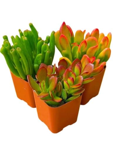 Mystery Jade Trio