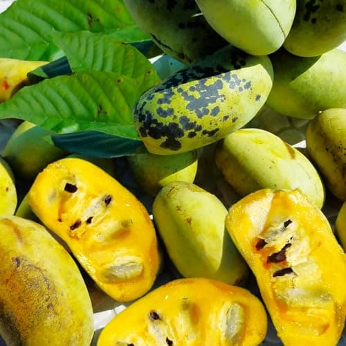 Native Paw Paw Tree Seeds