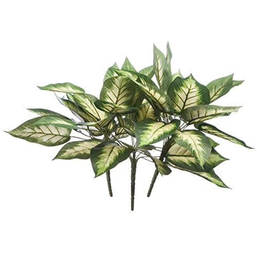 Hosta Bush Set