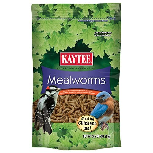 The Best Mealworms Bird Food