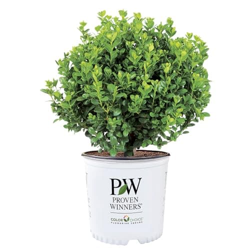 Proven Winners Neatball Boxwood