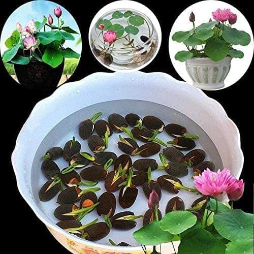 PosLaB Bonsai Lotus