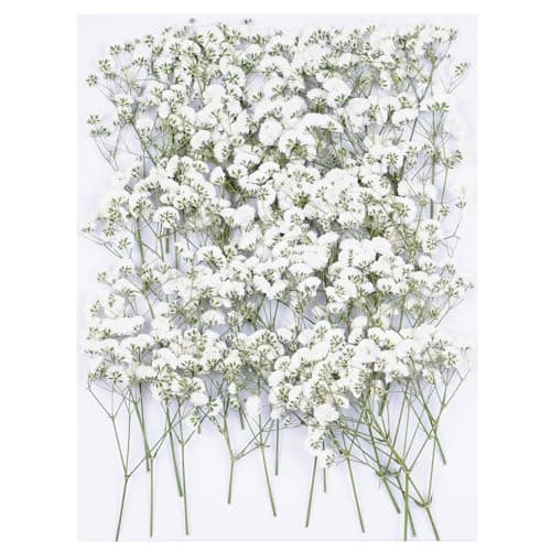 The Best Dried Flowers