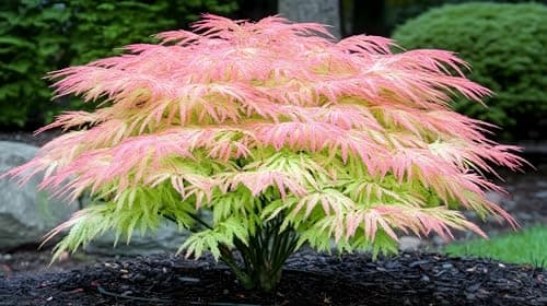 Green Geisha Maple Seedling
