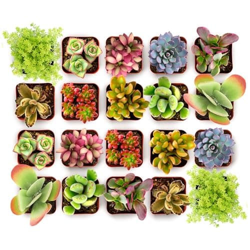 Endless Summer Succulents