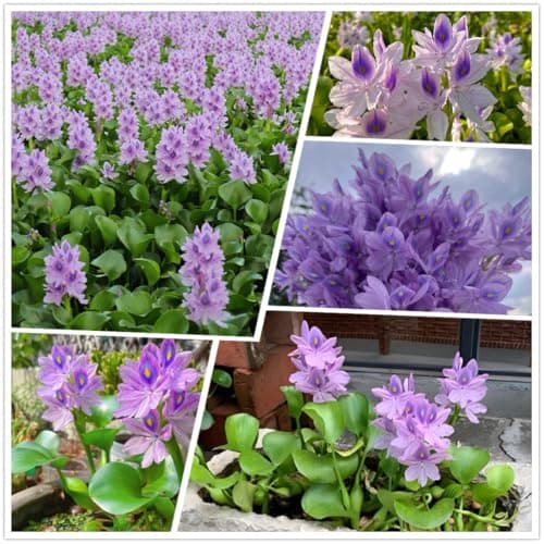 Hyacinth Seed Pack