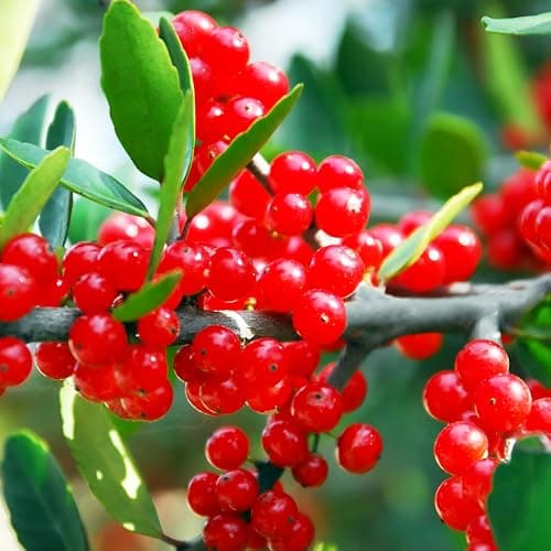 The Best Hedge & Shrub Plants & Seeds