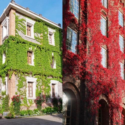 The Best Vine Plants