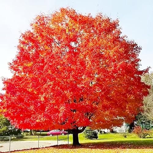 The Best Tree Plants & Seeds